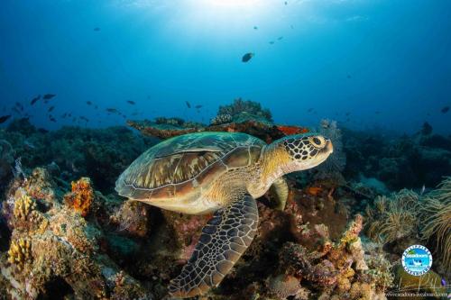 Sea Turtle Seadoors Anda